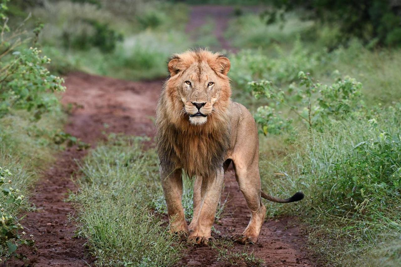 Mavela Game Lodge Mkuze Bagian luar foto