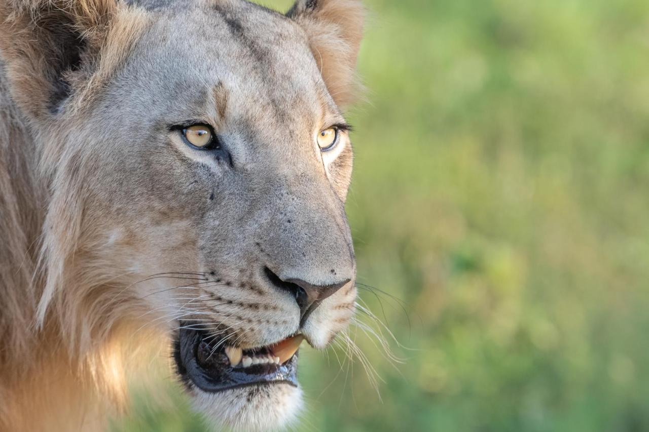 Mavela Game Lodge Mkuze Bagian luar foto
