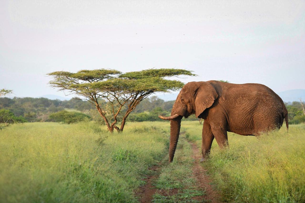 Mavela Game Lodge Mkuze Bagian luar foto