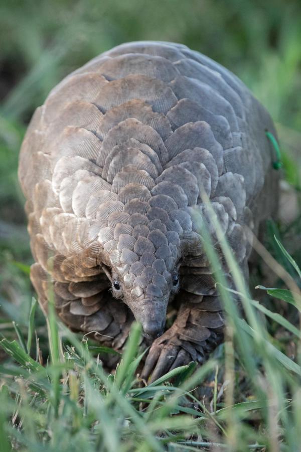 Mavela Game Lodge Mkuze Bagian luar foto