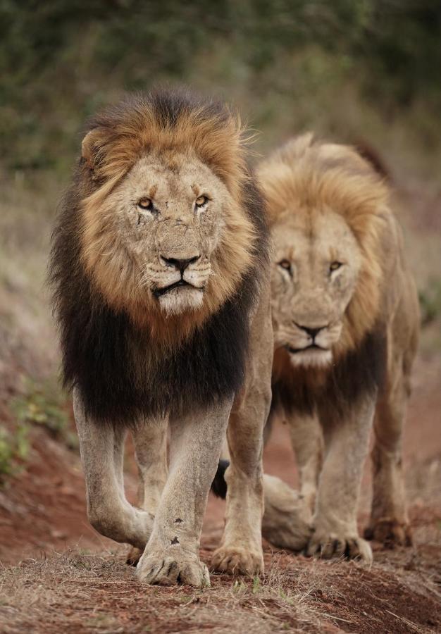 Mavela Game Lodge Mkuze Bagian luar foto